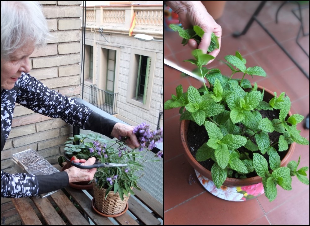 The sage flowers and the mint