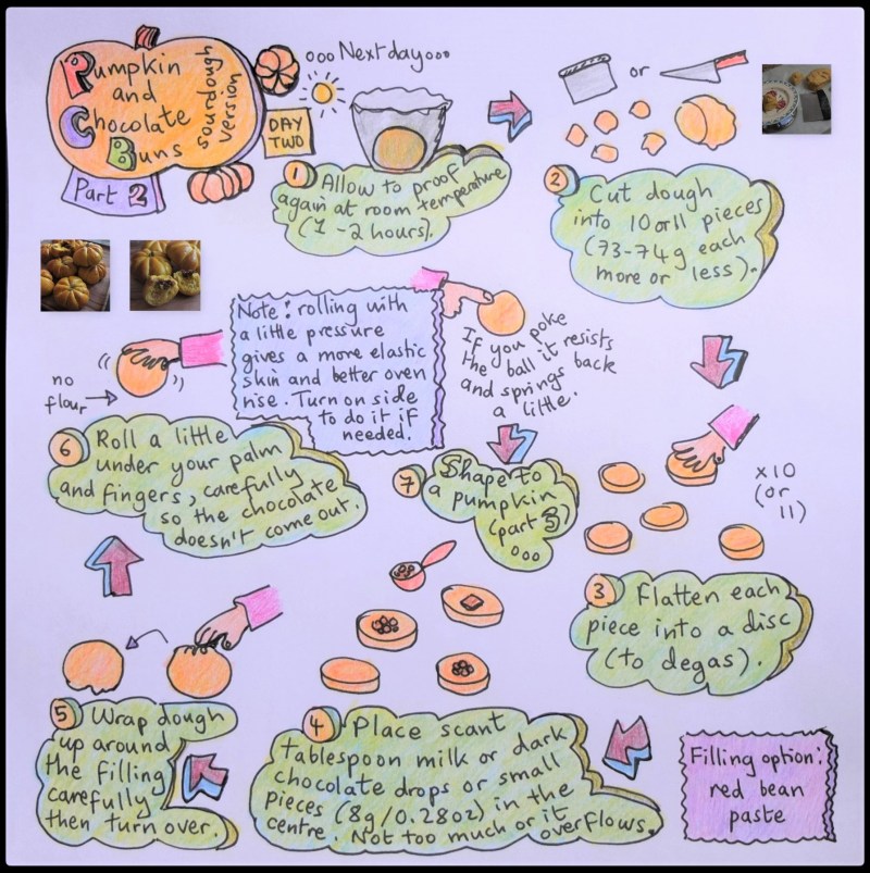 Pumpkin and chocolate sourdough buns illustrated recipe